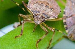 Brown Marmorated Stink Bug (BMSB) Season 2024/25